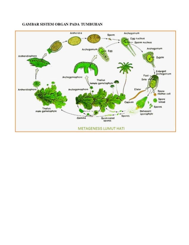  Gambar  sel hewan tumbuhan  manusia
