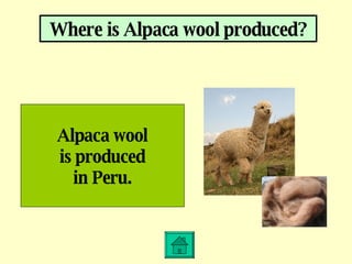 Where is Alpaca wool produced? Alpaca wool is produced in Peru. 