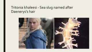 Tritonia khaleesi - Sea slug named after
Daenerys’s hair
 