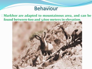 Behaviour
Markhor are adapted to mountainous area, and can be
found between 600 and 3,600 meters in elevation.
 