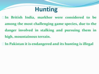 Hunting
In British India, markhor were considered to be
among the most challenging game species, due to the
danger involved in stalking and pursuing them in
high, mountainous terrain.
In Pakistan it is endangered and its hunting is illegal
 