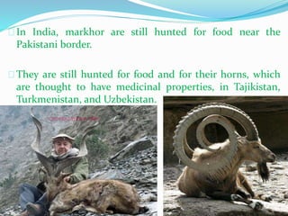 In India, markhor are still hunted for food near the
Pakistani border.
They are still hunted for food and for their horns, which
are thought to have medicinal properties, in Tajikistan,
Turkmenistan, and Uzbekistan.
 