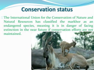 Conservation status
The International Union for the Conservation of Nature and
Natural Resources has classified the markhor as an
endangered species, meaning it is in danger of facing
extinction in the near future if conservation efforts are not
maintained.
 