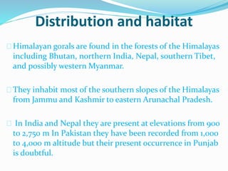 Distribution and habitat
Himalayan gorals are found in the forests of the Himalayas
including Bhutan, northern India, Nepal, southern Tibet,
and possibly western Myanmar.
They inhabit most of the southern slopes of the Himalayas
from Jammu and Kashmir to eastern Arunachal Pradesh.
In India and Nepal they are present at elevations from 900
to 2,750 m In Pakistan they have been recorded from 1,000
to 4,000 m altitude but their present occurrence in Punjab
is doubtful.
 