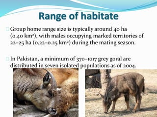Range of habitate
Group home range size is typically around 40 ha
(0.40 km2), with males occupying marked territories of
22–25 ha (0.22–0.25 km2) during the mating season.
In Pakistan, a minimum of 370–1017 grey goral are
distributed in seven isolated populations as of 2004.
 