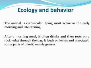 Ecology and behavior
The animal is crepuscular, being most active in the early
morning and late evening.
After a morning meal, it often drinks and then rests on a
rock ledge through the day. It feeds on leaves and associated
softer parts of plants, mainly grasses.
 