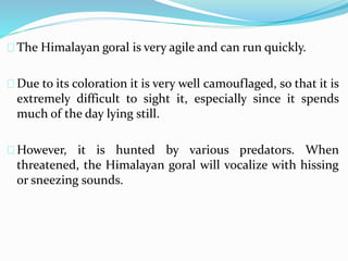 The Himalayan goral is very agile and can run quickly.
Due to its coloration it is very well camouflaged, so that it is
extremely difficult to sight it, especially since it spends
much of the day lying still.
However, it is hunted by various predators. When
threatened, the Himalayan goral will vocalize with hissing
or sneezing sounds.
 