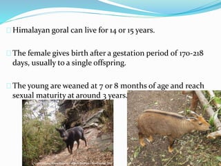 Himalayan goral can live for 14 or 15 years.
The female gives birth after a gestation period of 170-218
days, usually to a single offspring.
The young are weaned at 7 or 8 months of age and reach
sexual maturity at around 3 years.
 