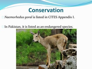 Conservation
Naemorhedus goral is listed in CITES Appendix I.
In Pakistan, it is listed as an endangered species.
 