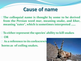 Cause of name
The colloquial name is thought by some to be derived
from the Persian word mar, meaning snake, and khor,
meaning "eater", which is sometimes interpreted ……
To either represent the species' ability to kill snakes
OR
As a reference to its corkscrewing
horns as of coiling snakes.
 