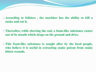 According to folklore , the markhor has the ability to kill a
snake and eat it.
Thereafter, while chewing the cud, a foam-like substance comes
out of its mouth which drops on the ground and dries.
This foam-like substance is sought after by the local people,
who believe it is useful in extracting snake poison from snake
bitten wounds.
 
