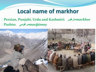 Local name of markhor
Persian, Punjabi, Urdu and Kashmiri: ‫مارخور‬markhor
Pashto: ‫مرغومی‬marǧūmay
 