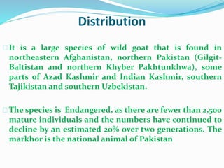 Distribution
It is a large species of wild goat that is found in
northeastern Afghanistan, northern Pakistan (Gilgit-
Baltistan and northern Khyber Pakhtunkhwa), some
parts of Azad Kashmir and Indian Kashmir, southern
Tajikistan and southern Uzbekistan.
The species is Endangered, as there are fewer than 2,500
mature individuals and the numbers have continued to
decline by an estimated 20% over two generations. The
markhor is the national animal of Pakistan
 