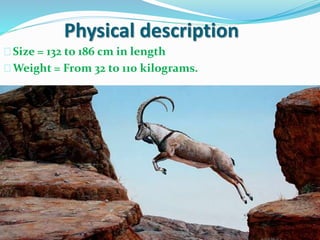 Physical description
Size = 132 to 186 cm in length
Weight = From 32 to 110 kilograms.
 