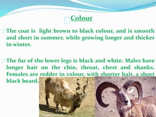 Colour
The coat is light brown to black colour, and is smooth
and short in summer, while growing longer and thicker
in winter.
The fur of the lower legs is black and white. Males have
longer hair on the chin, throat, chest and shanks.
Females are redder in colour, with shorter hair, a short
black beard, and are maleness.
 