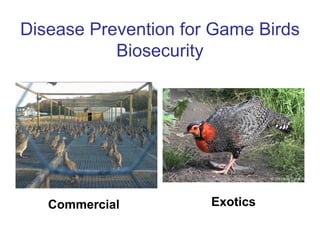 Disease Prevention for Game Birds 
Biosecurity 
Commercial 
Exotics  