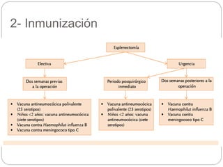 2- Inmunización
 