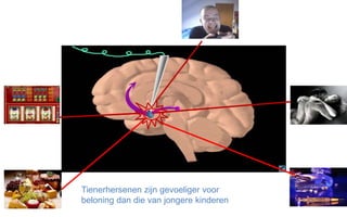 Tienerhersenen zijn gevoeliger voor
beloning dan die van jongere kinderen
 