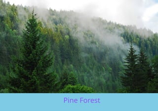 Game of Trulse on Forest and Water and other.pptx