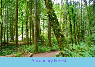 Game of Trulse on Forest and Water and other.pptx