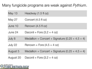 Many fungicide programs are weak against Pythium.

   May 13      Headway (1.5 fl oz)

   May 27      Concert (4.5 fl oz)

   June 10     Renown (4.5 fl oz)

   June 24     Daconil + Fore (3.2 + 4 oz)

   July 8      Medallion + Concert + Signature (0.25 + 4.5 + 4)

   July 22     Renown + Fore (4.5 + 4 oz)

   August 5    Medallion + Concert + Signature (0.25 + 4.5 + 4)

   August 20   Daconil + Fore (3.2 + 4 oz)
 