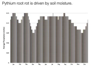 Pythium root rot is driven by soil moisture.
 