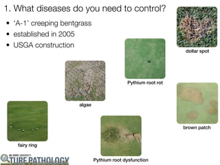 1. What diseases do you need to control?
• ‘A-1’ creeping bentgrass
• established in 2005
• USGA construction
                                                                dollar spot




                                            Pythium root rot



                      algae



                                                               brown patch


   fairy ring


                              Pythium root dysfunction
 