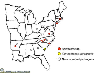 Acidovorax sp.
Xanthomonas translucens

No suspected pathogens
 