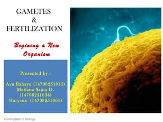 GAMETES
&
FERTILIZATION
Development Biology
Presented by :
Ayu Rahayu (14708251015)
Meilana Sapta D.
(14708251034)
Haryana (14708251061)
Begining a New
Organism
 
