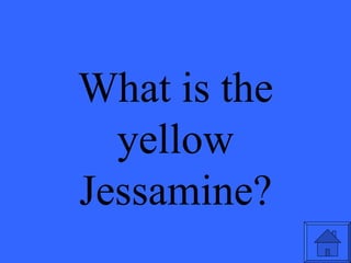 What is the yellow Jessamine? 