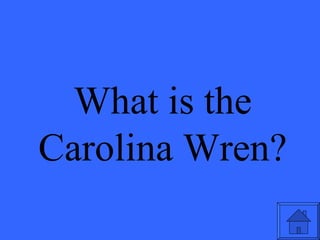 What is the Carolina Wren? 
