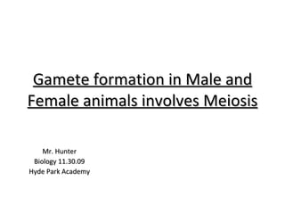 Gamete formation in Male and Female animals involves Meiosis Mr. Hunter Biology 11.30.09 Hyde Park Academy 