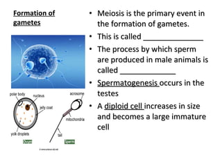 Formation of gametes Meiosis is the primary event in the formation of gametes. This is called ______________ The process by which sperm are produced in male animals is called _____________ Spermatogenesis  occurs in the testes A  diploid cell  increases in size and becomes a large immature cell 