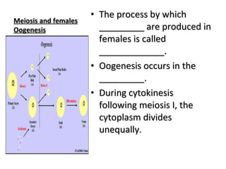 Meiosis and females Oogenesis The process by which _________ are produced in females is called _____________. Oogenesis occurs in the _________. During cytokinesis following meiosis I, the cytoplasm divides unequally. 