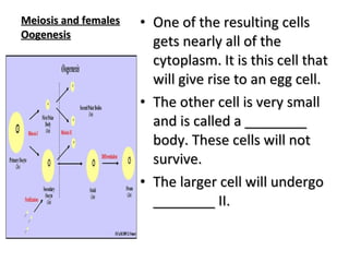 Meiosis and females Oogenesis One of the resulting cells gets nearly all of the cytoplasm. It is this cell that will give rise to an egg cell. The other cell is very small and is called a ________ body. These cells will not survive. The larger cell will undergo ________ II. 