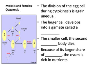 Meiosis and females Oogenesis The division of the egg cell during cytokinesis is again unequal. The larger cell develops into a gamete called a _________ The smaller cell, the second ________ body dies. Because of its larger share of ________, the ovum is rich in nutrients. 