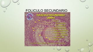 FOLICULO SECUNDARIO

 