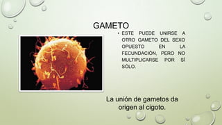 GAMETO
• ESTE PUEDE UNIRSE A
OTRO GAMETO DEL SEXO
OPUESTO
EN
LA
FECUNDACIÓN, PERO NO
MULTIPLICARSE POR SÍ
SÓLO.

La unión de gametos da
origen al cigoto.

 