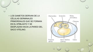 • LOS GAMETOS DERIVAN DE LA
CÉLULAS GERMINALES
PRIMORDIALES QUE SE FORMAN
EN EL EPIBLASTO Y SE
DESPLAZAN HACIA LA PARED DEL
SACO VITELINO.

 