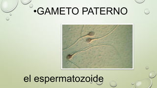 •GAMETO PATERNO

el espermatozoide

 
