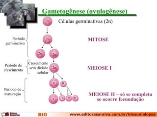 Gametogênese (ovulogênese)
                          2n        Células germinativas (2n)


     Período              2n                     MITOSE
 germinativo

                    2n         2n

               Crescimento
 Período de
crescimento
               sem divisão     2n                MEIOSE I
                    celular

                               n     n
Período de
maturação                                        MEIOSE II – só se completa
                                     n   n   n
                               n                   se ocorre fecundação
 