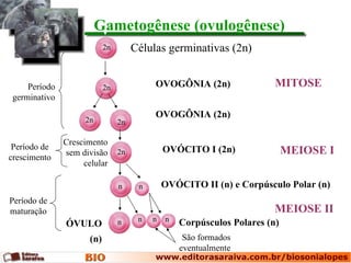 Gametogênese (ovulogênese)
                            2n        Células germinativas (2n)


     Período                2n             OVOGÔNIA (2n)                 MITOSE
 germinativo
                                           OVOGÔNIA (2n)
                    2n           2n

               Crescimento
 Período de                                    OVÓCITO I (2n)                MEIOSE I
               sem divisão       2n
crescimento
                    celular

                                 n     n       OVÓCITO II (n) e Corpúsculo Polar (n)
Período de
maturação                                                                MEIOSE II
                                 n     n   n   n   Corpúsculos Polares (n)
               ÓVULO
                      (n)                           São formados
                                                   eventualmente
 