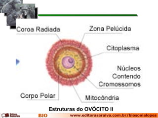 Estruturas do OVÓCITO II
 
