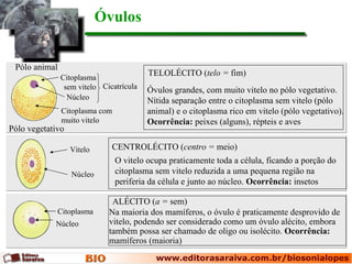 Óvulos


 Pólo animal
               Citoplasma
                                         TELOLÉCITO (telo = fim)
                sem vitelo Cicatrícula   Óvulos grandes, com muito vitelo no pólo vegetativo.
                 Núcleo                  Nítida separação entre o citoplasma sem vitelo (pólo
               Citoplasma com            animal) e o citoplasma rico em vitelo (pólo vegetativo).
               muito vitelo              Ocorrência: peixes (alguns), répteis e aves
Pólo vegetativo

                  Vitelo      CENTROLÉCITO (centro = meio)
                                O vitelo ocupa praticamente toda a célula, ficando a porção do
                  Núcleo        citoplasma sem vitelo reduzida a uma pequena região na
                                periferia da célula e junto ao núcleo. Ocorrência: insetos

                              ALÉCITO (a = sem)
             Citoplasma      Na maioria dos mamíferos, o óvulo é praticamente desprovido de
            Núcleo           vitelo, podendo ser considerado como um óvulo alécito, embora
                             também possa ser chamado de oligo ou isolécito. Ocorrência:
                             mamíferos (maioria)
 