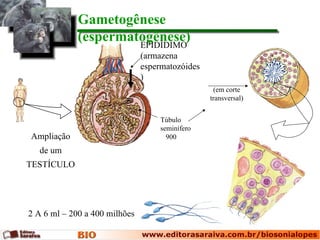 Gametogênese
             (espermatogênese)
                      EPIDÍDIMO
                               (armazena
                               espermatozóides
                               )
                                                  (em corte
                                                 transversal)


                                    Túbulo
                                    seminífero
Ampliação                             900
   de um
TESTÍCULO




2 A 6 ml – 200 a 400 milhões
 