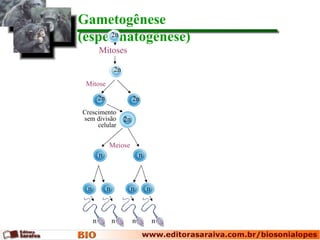 Gametogênese
(espermatogênese)
     2n

          Mitoses

                   2n

 Mitose

          2n                 2n
Crescimento
sem divisão             2n
     celular


               Meiose
          n                      n



  n            n             n       n



      n            n         n           n
 