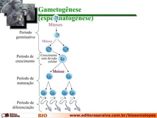 Gametogênese
                (espermatogênese)
                     2n

                          Mitoses
    Período                        2n
  germinativo
                 Mitose

                          2n                 2n

  Período de    Crescimento
                sem divisão             2n
 crescimento         celular


                               Meiose
                          n                      n
  Período de
  maturação

                  n            n             n       n

   Período de
diferenciação         n            n         n           n
 