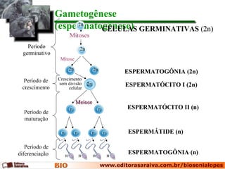 Gametogênese
                (espermatogênese) GERMINATIVAS (2n)
                     2n
                          CÉLULAS
                          Mitoses
    Período                        2n
  germinativo
                 Mitose

                          2n                 2n              ESPERMATOGÔNIA (2n)
  Período de    Crescimento
                sem divisão             2n                   ESPERMATÓCITO I (2n)
 crescimento         celular


                               Meiose
                          n                      n           ESPERMATÓCITO II (n)
  Período de
  maturação

                  n            n             n       n       ESPERMÁTIDE (n)

   Período de
diferenciação         n            n         n           n
                                                             ESPERMATOGÔNIA (n)
 