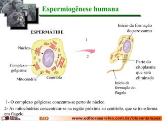 Espermiogênese humana

                                                            Início da formação
                ESPERMÁTIDE                                      do acrossomo
                                           1


       Núcleo

                                            2
                                                                         Parte do
  Complexo                                                               citoplasma
  golgiense
                                                                         que será
      Mitocôndria     Centríolo                                          eliminada
                                                           Início da
                                                           formação do
                                                           flagelo

 1- O complexo golgiense concentra-se perto do núcleo.
2- As mitocôndrias concentram-se na região próxima ao centríolo, que se transforma
em flagelo.
 