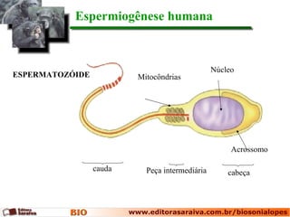 Espermiogênese humana



                                                Núcleo
ESPERMATOZÓIDE           Mitocôndrias




                                                     Acrossomo

                 cauda     Peça intermediária       cabeça
 